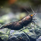 Neocaridina "Black Rose OE"