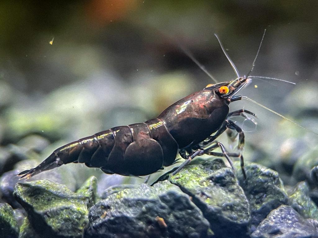 Neocaridina "Black Rose OE"