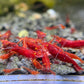 Neocaridina "Bloody Mary OE" (Red Demon)