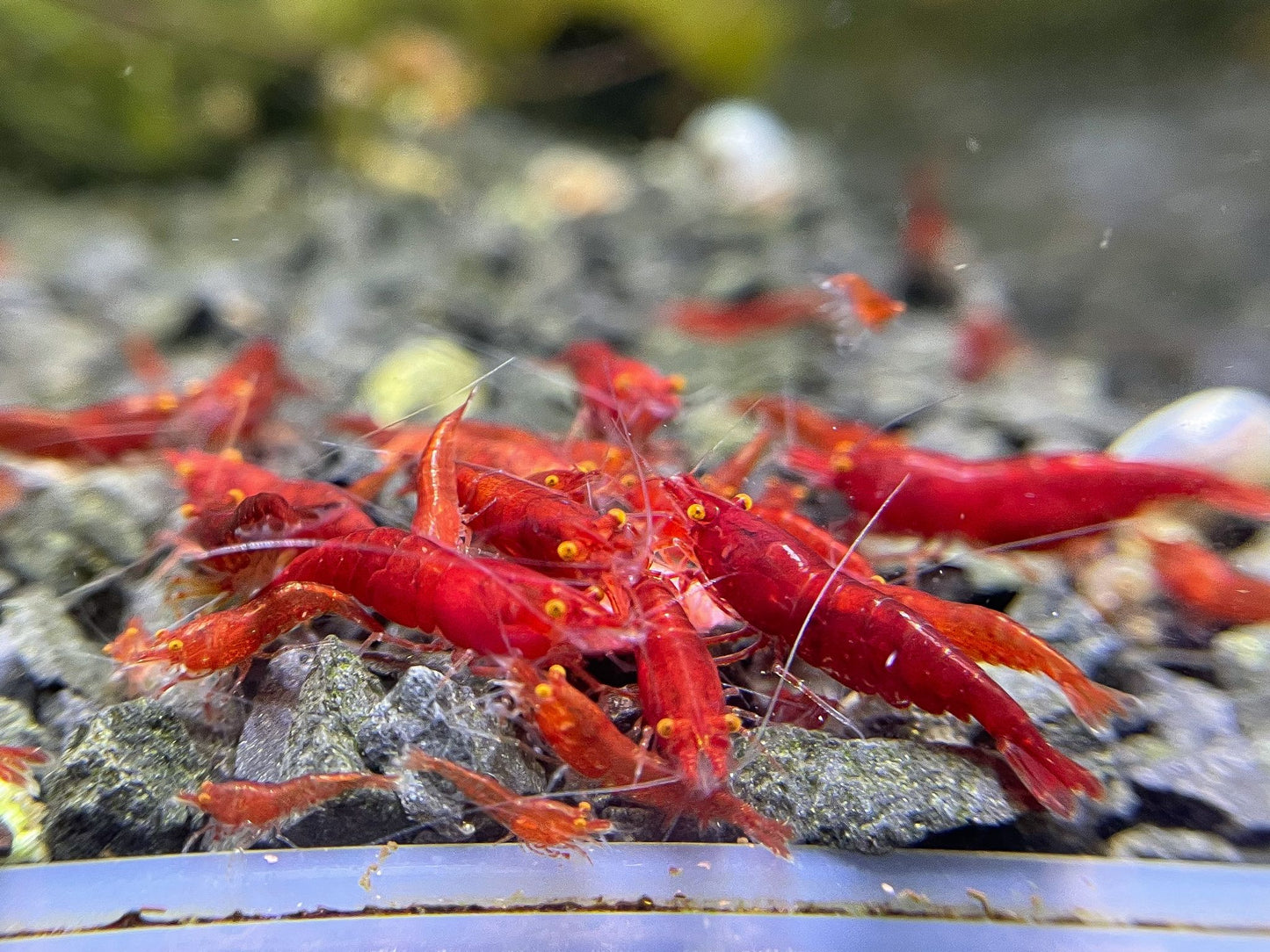 Neocaridina "Bloody Mary OE" (Red Demon)
