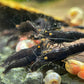 Neocaridina "Black Rose OE"