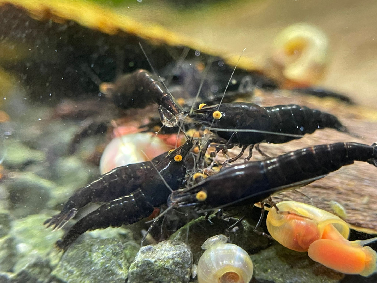 Neocaridina "Black Rose OE"
