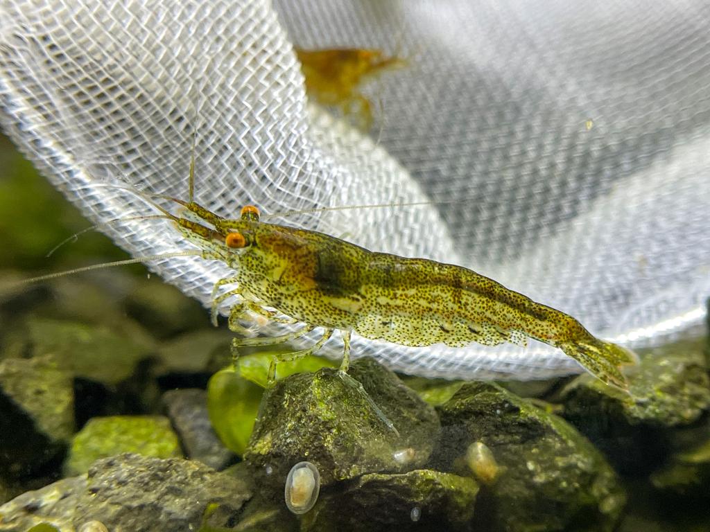 Neocaridina "wild type OE"
