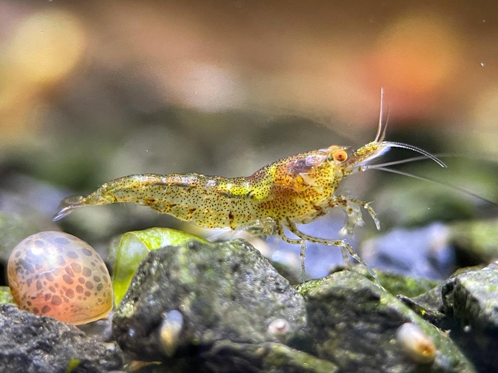Neocaridina orange eyes (OE) Shrimpify.eu