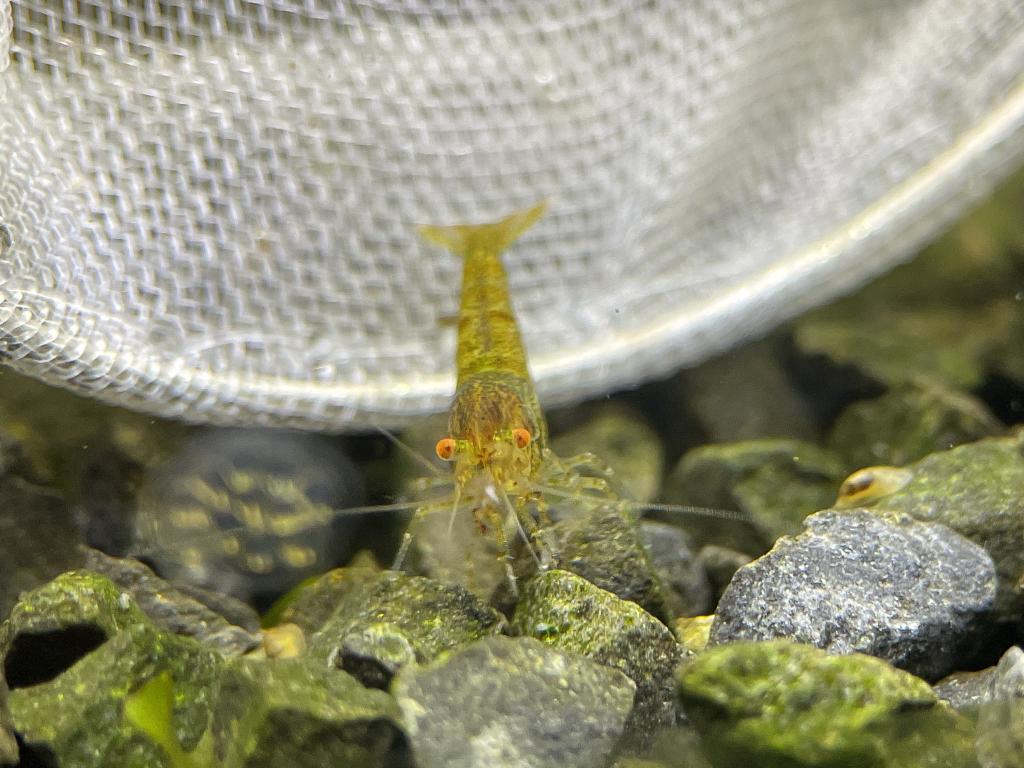 Neocaridina "wild type OE"