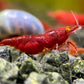 Neocaridina "Bloody Mary OE" (Red Demon)
