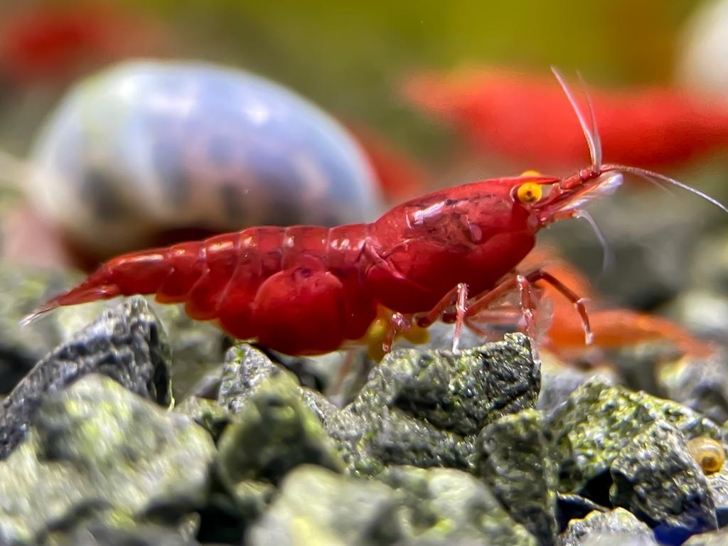 Neocaridina "Bloody Mary OE" (Red Demon)