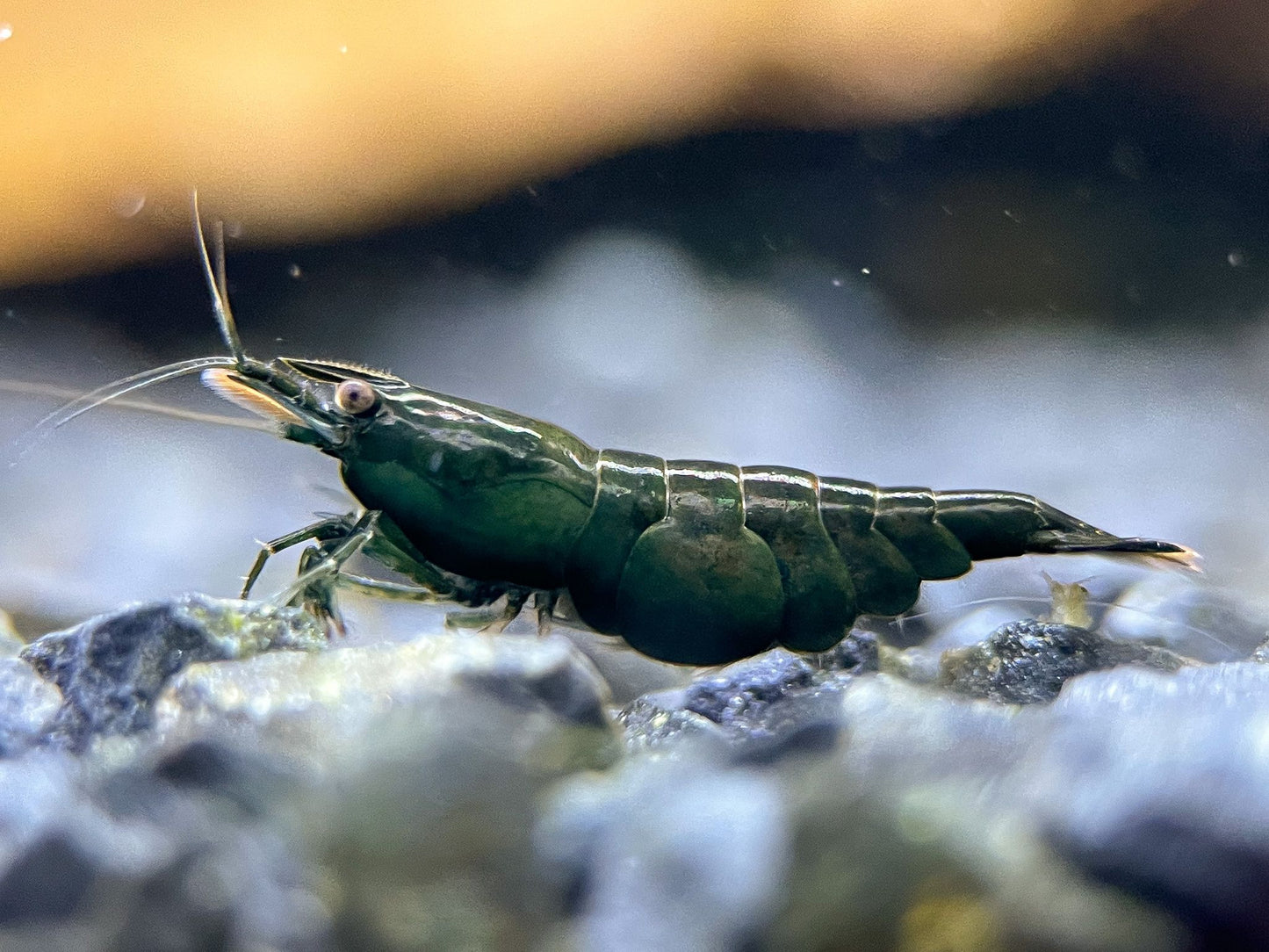 Neocaridina davidi "Dark Green Jade"