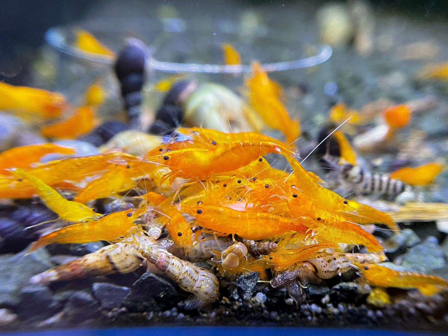 Neocaridina davidi "Orange Sakura"