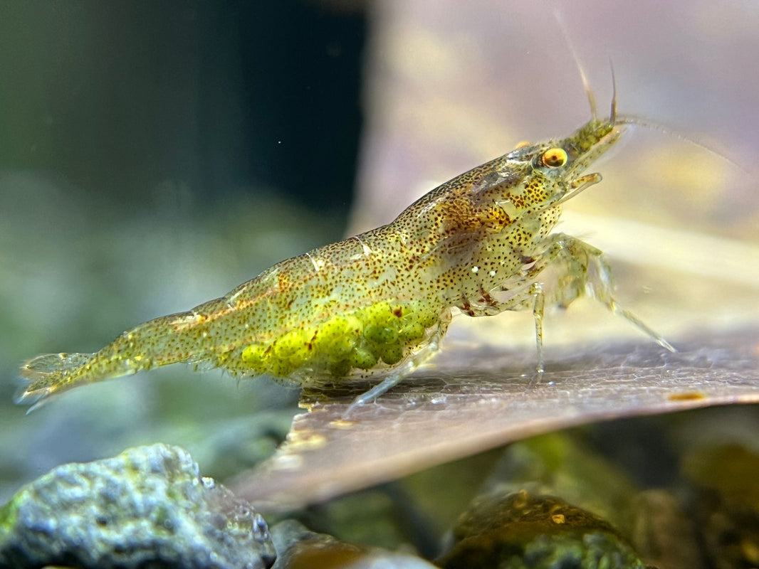 Neocaridina orange eyes (OE) Shrimpify.eu