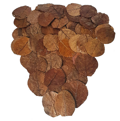 100x small GARNELEN4YOU® sea almond leaves