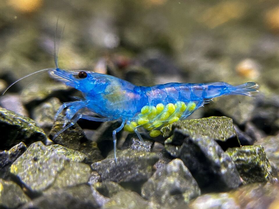 Neocaridina davidi "Blue Jelly"