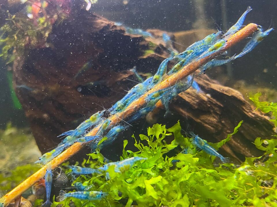 Neocaridina davidi "Blue Jelly"