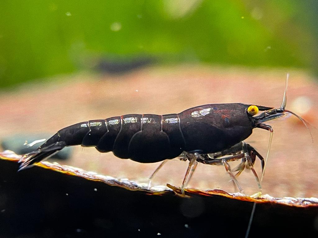 Neocaridina "Black Rose OE"