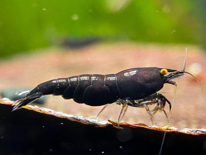 Neocaridina "Black Rose OE"