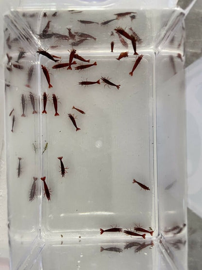 Neocaridina davidi 'Bloody Mary'