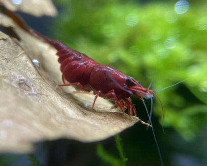 Neocaridina davidi 'Bloody Mary'