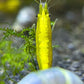 Neocaridina davidi "Yellow Neon Stripe"