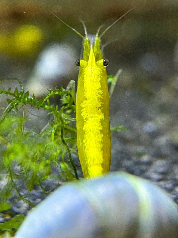 Neocaridina davidi "Yellow Neon Stripe"